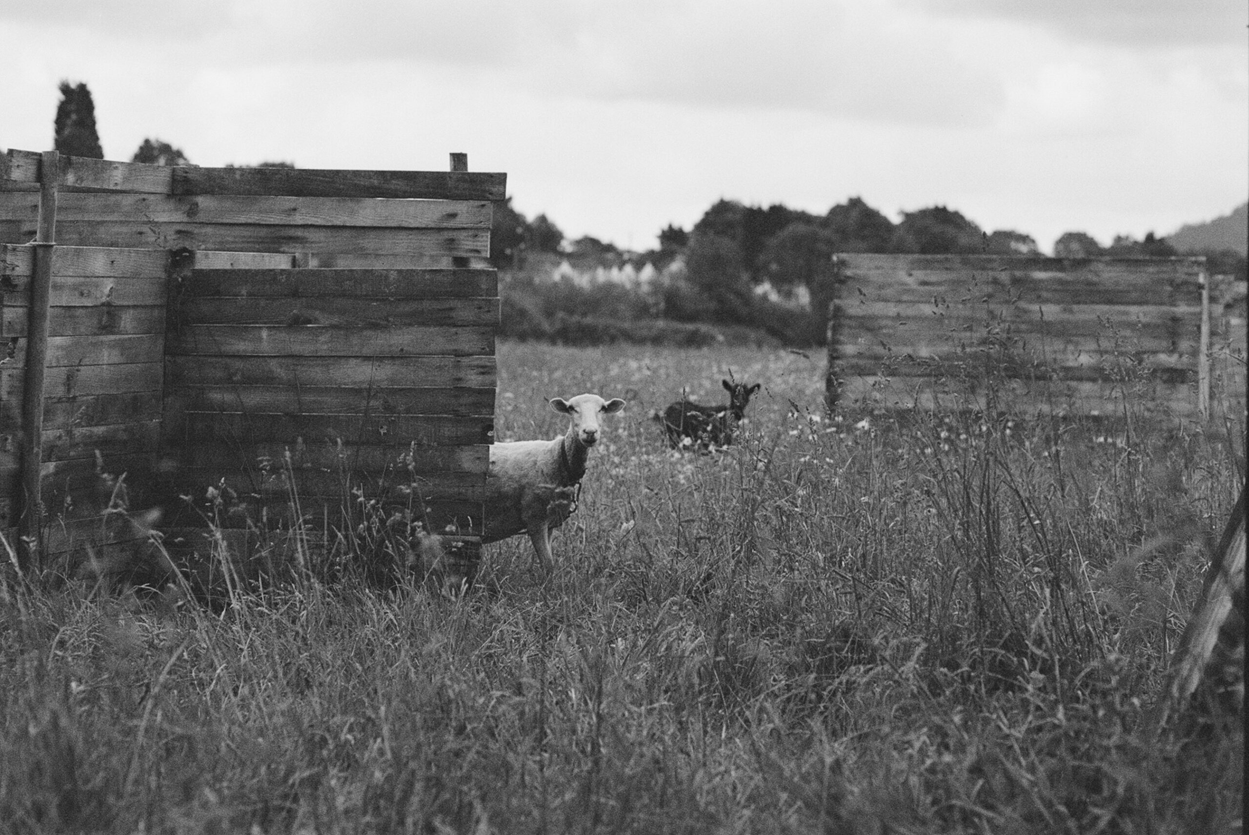 Ovejas entre construcciones de madera en el campo
